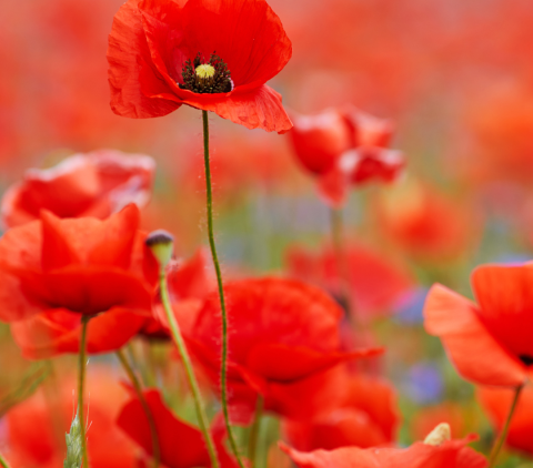Poppies