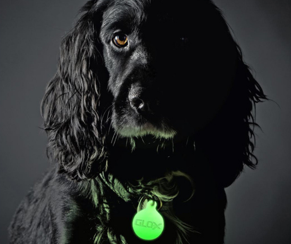 GLO-X pet tags now available